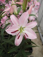 [1799 Enargetic No01.JPG]